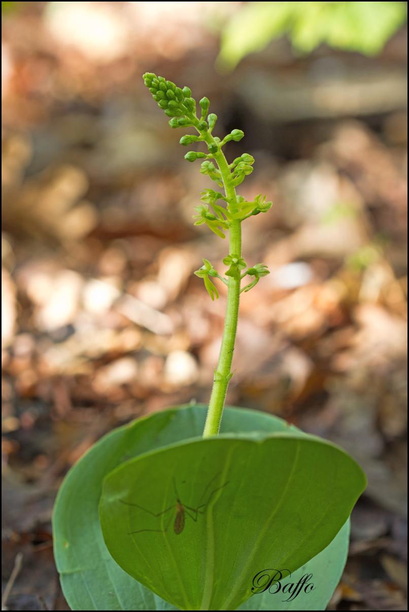 Listera ovata (L.) R.Br. In W.T. Aiton